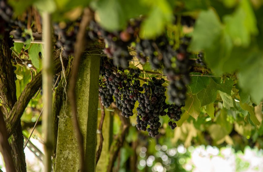 Colombo discute o fortalecimento da cadeia produtiva de uva e vinho colonial
