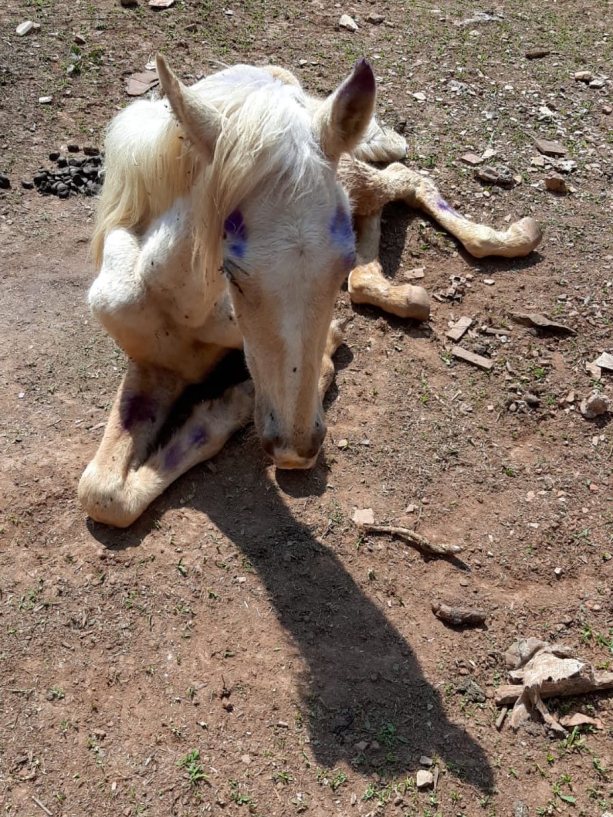 Prefeitura Municipal de Vila Velha: Operação Cavalo de Tróia resgata  animais sob maus tratos na Região 5