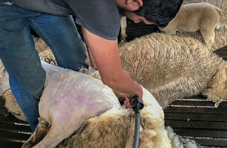 Agricultura oferece tosa gratuita de ovelhas