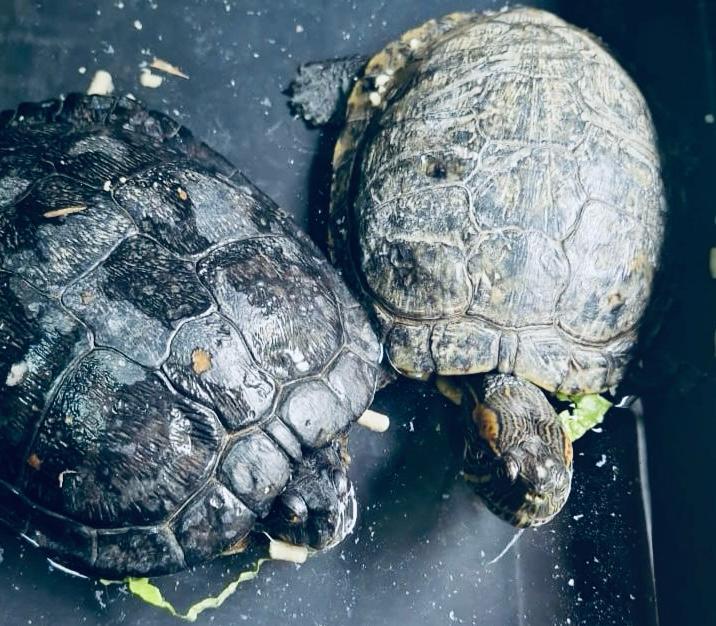 Equipes de resgate salvam animais silvestres e orientam população sobre descarte correto