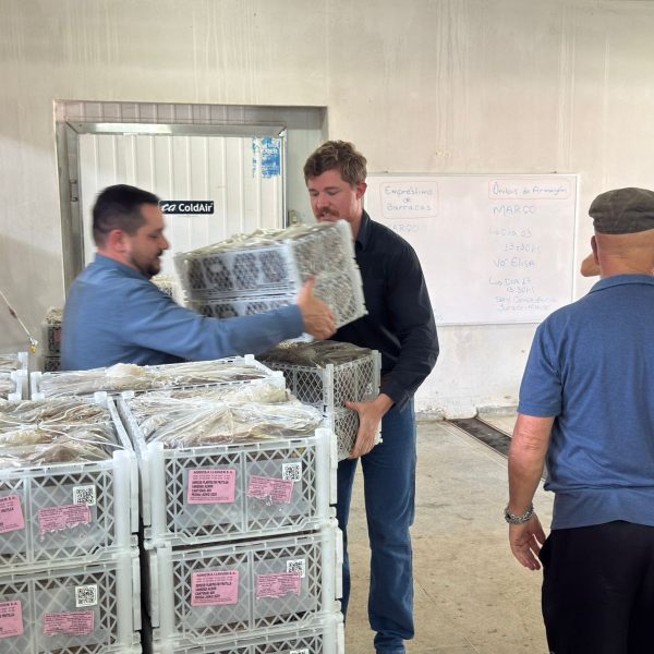 Do campo para a mesa: produtores de Colombo recebem incentivo para ampliar a produção de morango