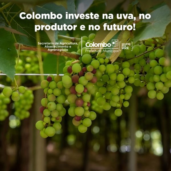 Programa fortalece viticultura de Colombo e resgata parreiras centenárias