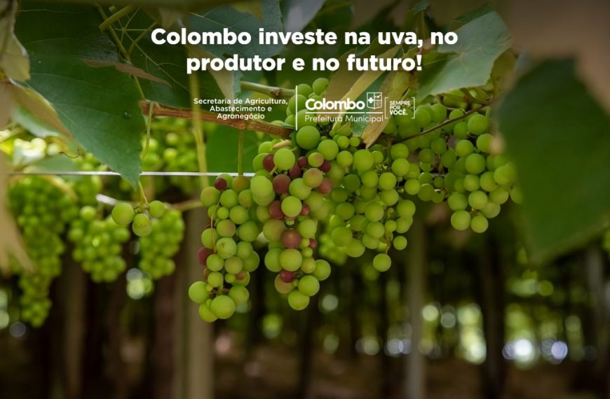 Programa fortalece viticultura de Colombo e resgata parreiras centenárias