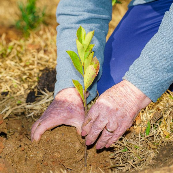 Colombo promove plantio coletivo de 400 árvores durante o Mês do Meio Ambiente