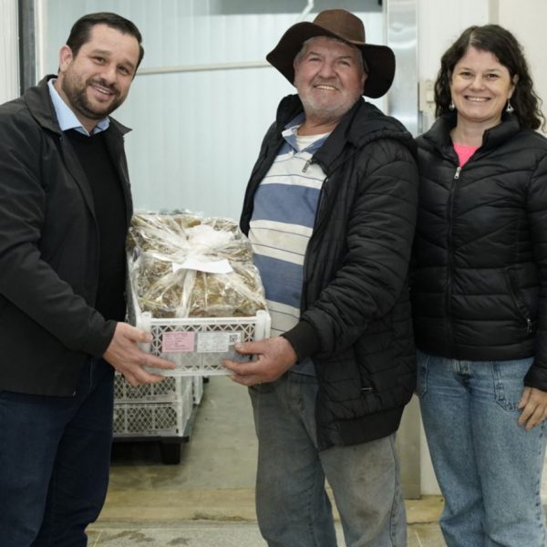 Colombo distribui quase 70 mil mudas de morango e impulsiona a produção rural