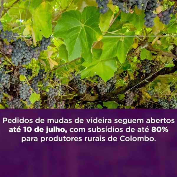 Colombo abre período de pedidos de mudas de videiras com subsídio de até 80% para produtores rurais