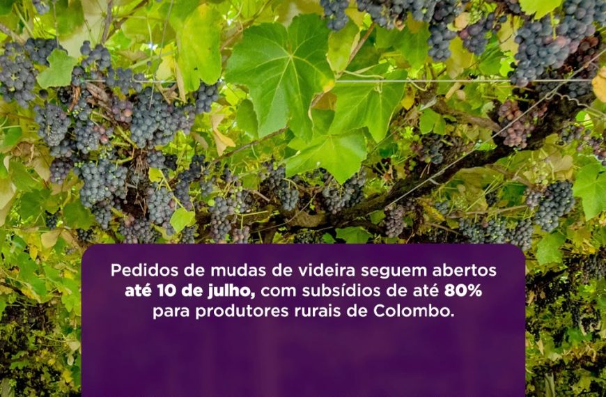 Colombo abre período de pedidos de mudas de videiras com subsídio de até 80% para produtores rurais