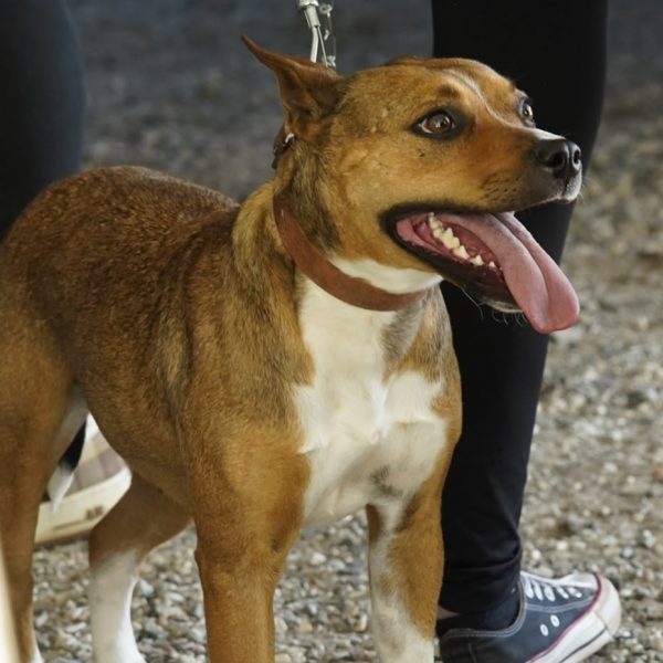 Mutirão de castração atende 305 cães e gatos em Colombo