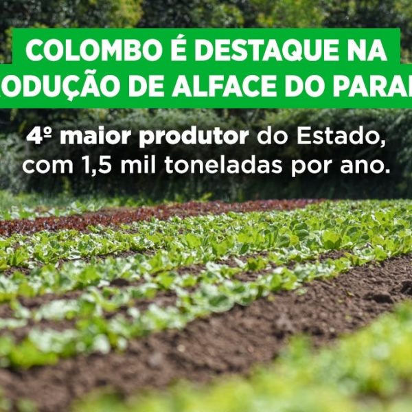 Colombo aparece entre os cinco maiores produtores de alface do Paraná