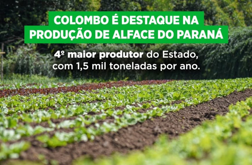 Colombo aparece entre os cinco maiores produtores de alface do Paraná